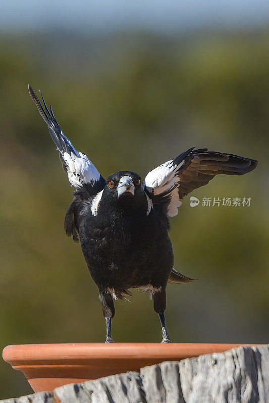 澳大利亚喜鹊（Gymnorhina tibicen）